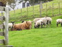 argyllwithlambs.jpg